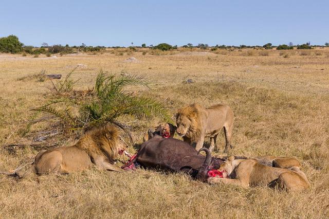 011 Botswana, Okavango Delta.jpg